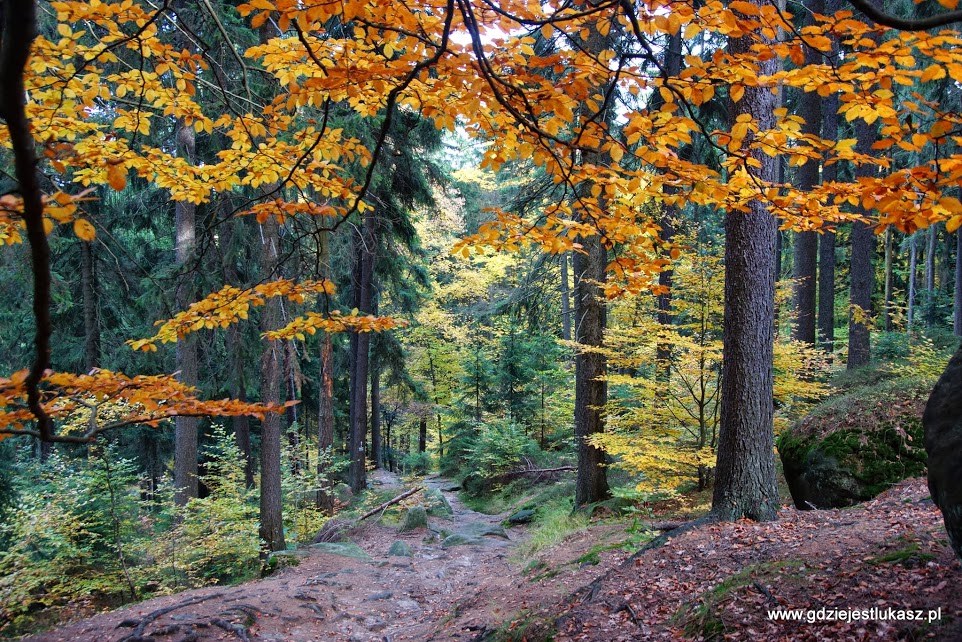 Jesienny las w Górach Stołowych